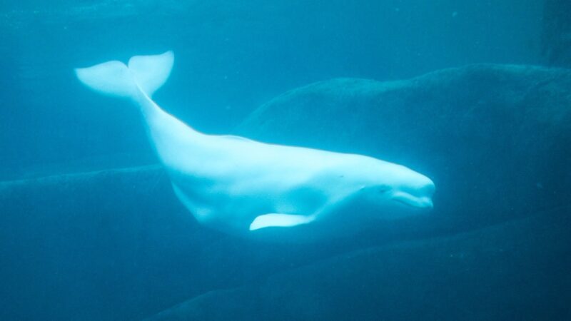 Parque marinho ameaça sacrificar 30 baleias-beluga no Canadá