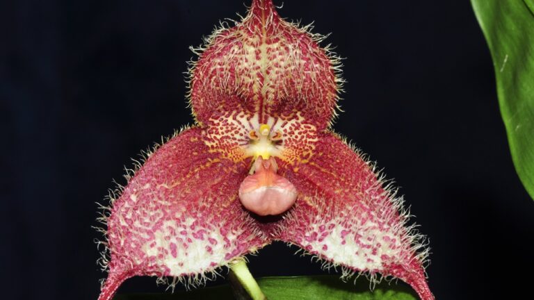 Orquídeas com ‘cara de macaco’ estão em risco de extinção