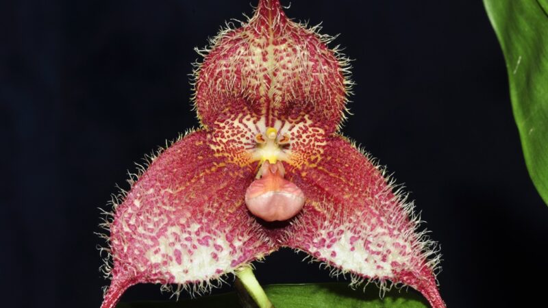 Orquídeas com ‘cara de macaco’ estão em risco de extinção