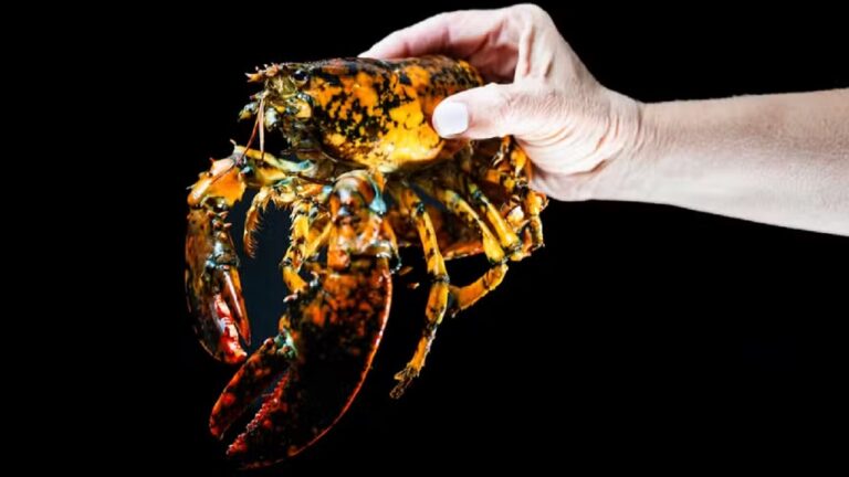 Lagosta de cor rara é encontrada por pescador nos EUA