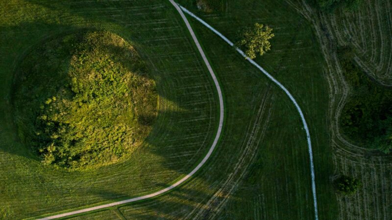 Há 900 anos, indígenas americanos moviam árvores gigantes de lugar