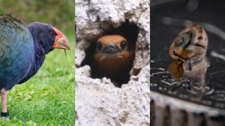 Do takahē ao peixe-serra: Os animais que ‘ressurgiram da extinção’