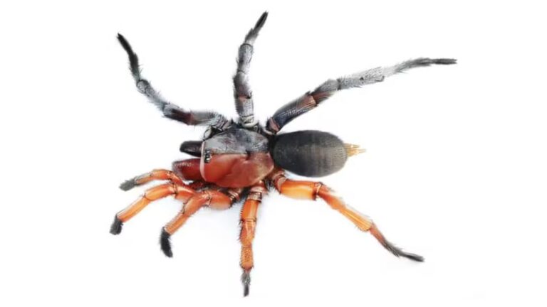 Aranha macho e fêmea ao mesmo tempo é descoberta na Tailândia