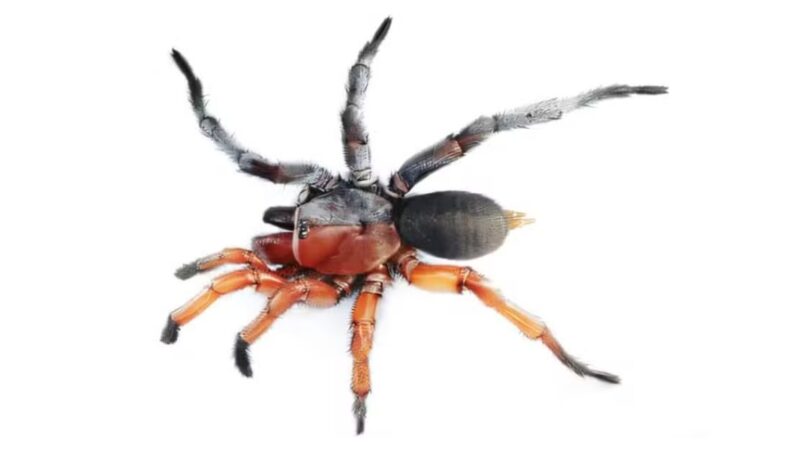 Aranha macho e fêmea ao mesmo tempo é descoberta na Tailândia