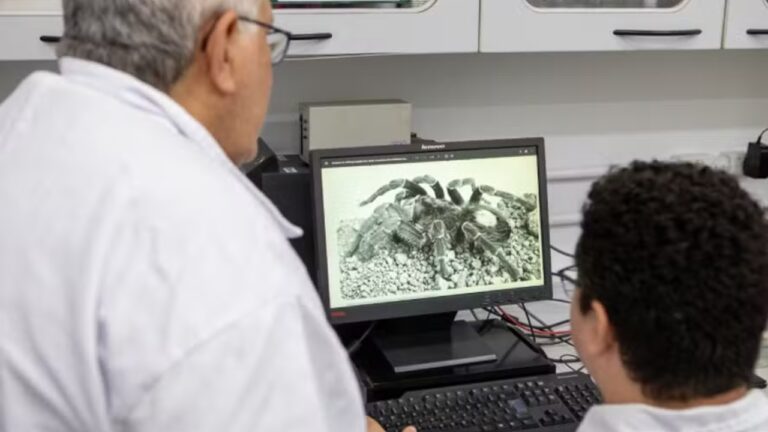 Aranha da Amazônia pode ser chave em combate contra fungos, diz estudo