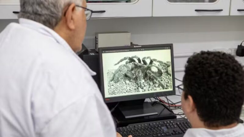 Aranha da Amazônia pode ser chave em combate contra fungos, diz estudo