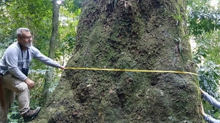 Pesquisadores encontram árvore histórica com 500 anos de idade no Rio de Janeiro