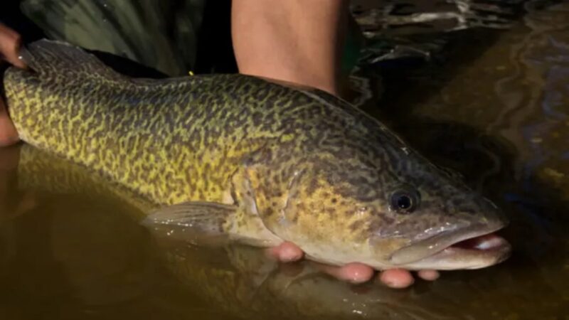 Peixe australiano percorre 900 km e quebra recorde na Austrália
