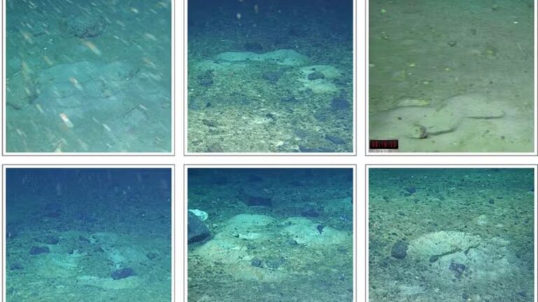 Milhares de peixes formam ‘cidade subaquática’ sob o gelo
