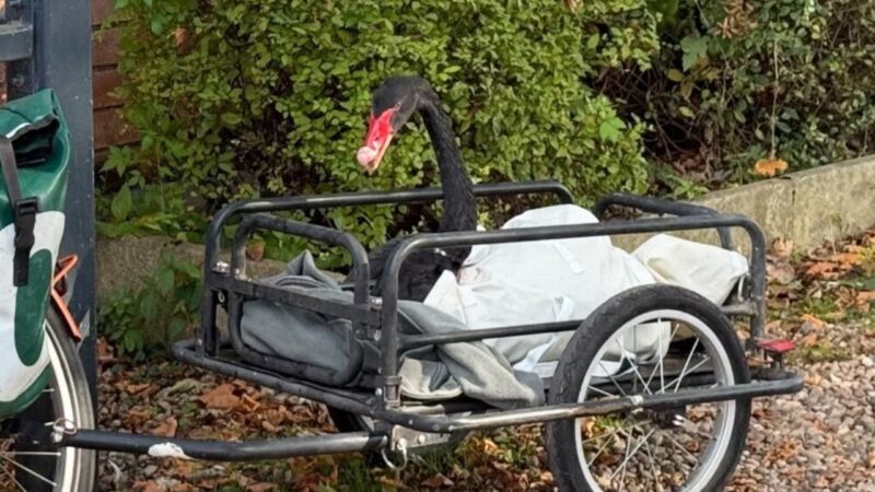 Cisne negro virou atração turística e acabou banido de cidade britânica