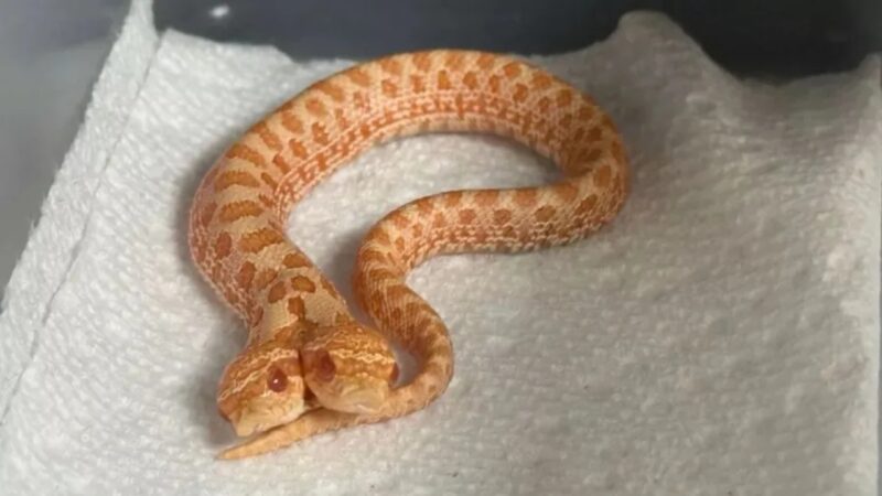 Cobra de duas cabeças lida com disputa por controle e comida