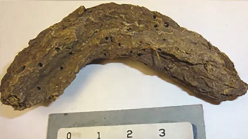 Fezes de 1.300 anos revelam doenças intestinais no México pré-histórico