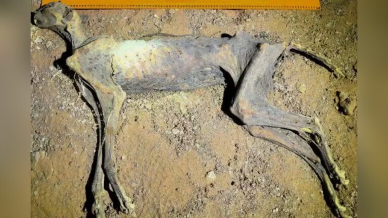 Guepardo mumificado é descoberto em caverna na Arábia Saudita