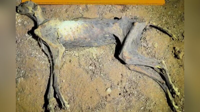 Guepardo mumificado é descoberto em caverna na Arábia Saudita
