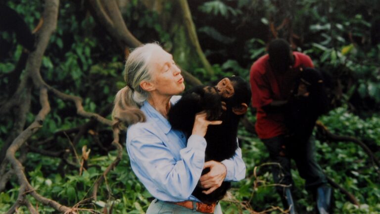 Jane Goodall, ciestista conhecida como “amiga dos chimpanzés”, morre aos 91 anos