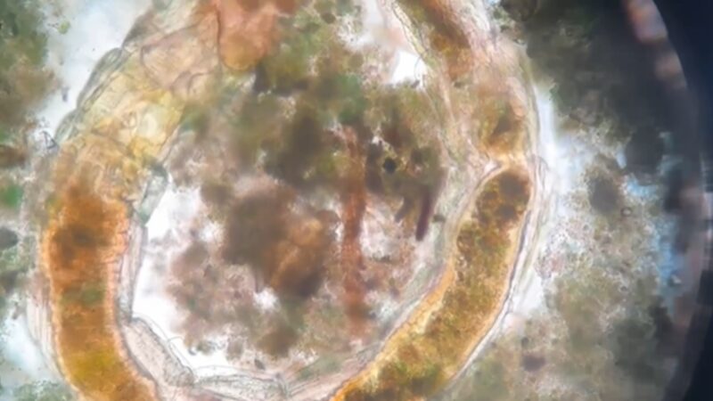 Cientistas revivem criaturas enterradas há mais de um século em Toronto