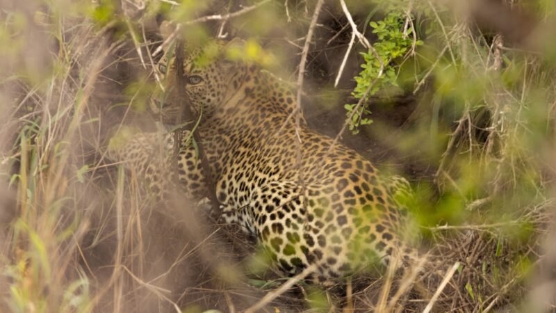 leopardos