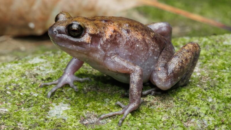Novas espécies de sapos e lagartixas descobertas na Austrália