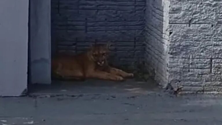 Onça-parda é encontrada na porta de uma casa no interior de SP