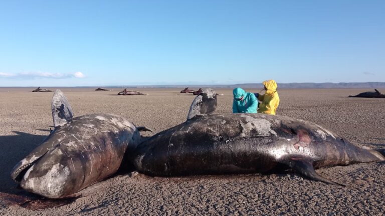 26 orcas aparecem encalhadas em praia na Argentina