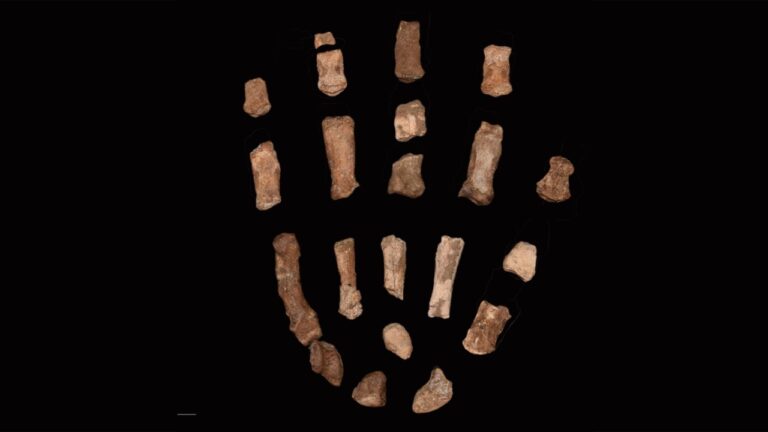 Hominídeos podem ter manuseado ferramentas muito antes do que se pensava