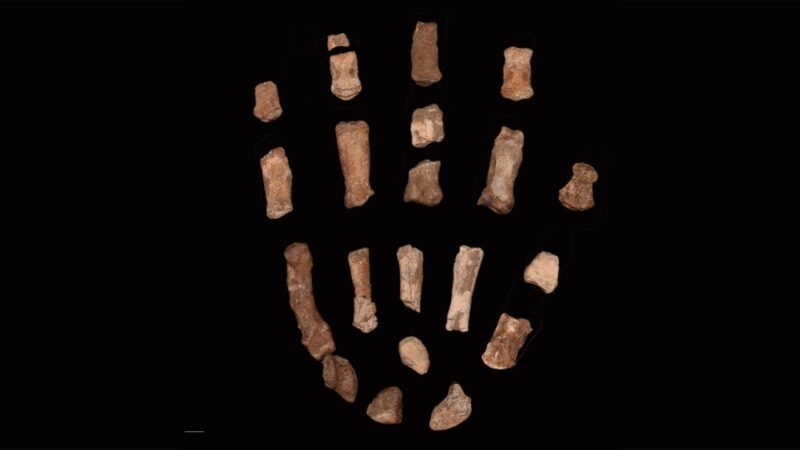 Hominídeos podem ter manuseado ferramentas muito antes do que se pensava