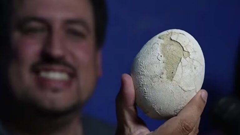 Especialistas encontram ovo de dinossauro na Argentina