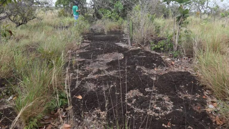 Novo estudo aponta mais de 100 pegadas de dinossauros em Roraima