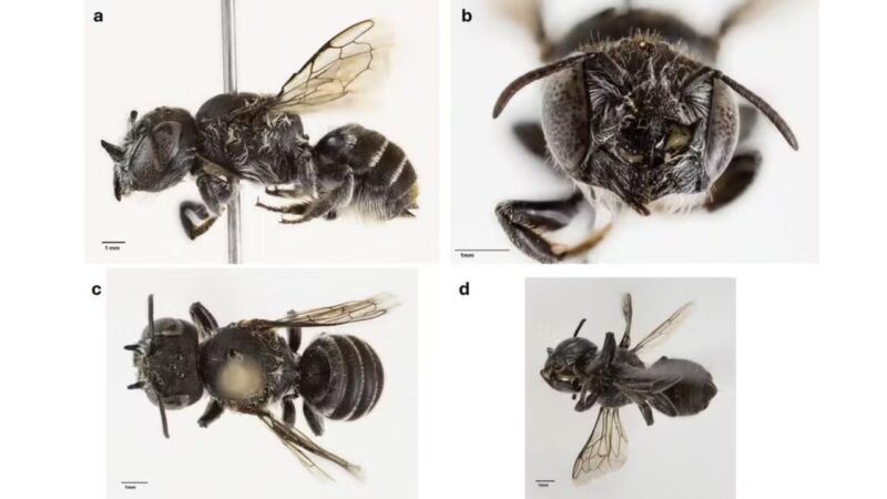 Abelha ‘lúcifer’ descoberta na Austrália possui chifres e aparência diabólica