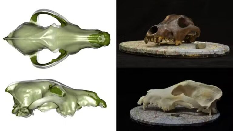 Cães que viveram há 10 mil anos tinham mais diversidade do que imaginávamos