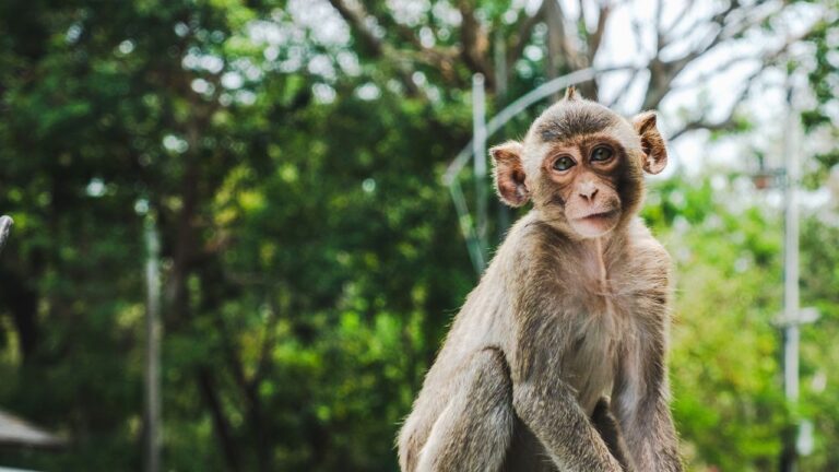 Dupla que transportava 81 macacos em sacos é presa na Tailândia