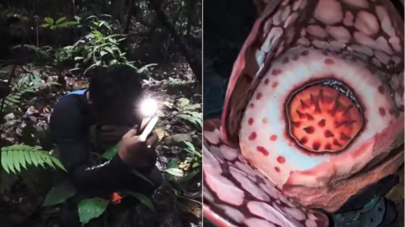 Biólogo encontra raríssima flor gigante na Indonésia após 13 anos de busca