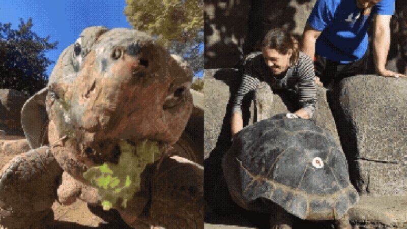Morre Gramma, famosa tartaruga de 141 anos que vivia no Zoológico de San Diego