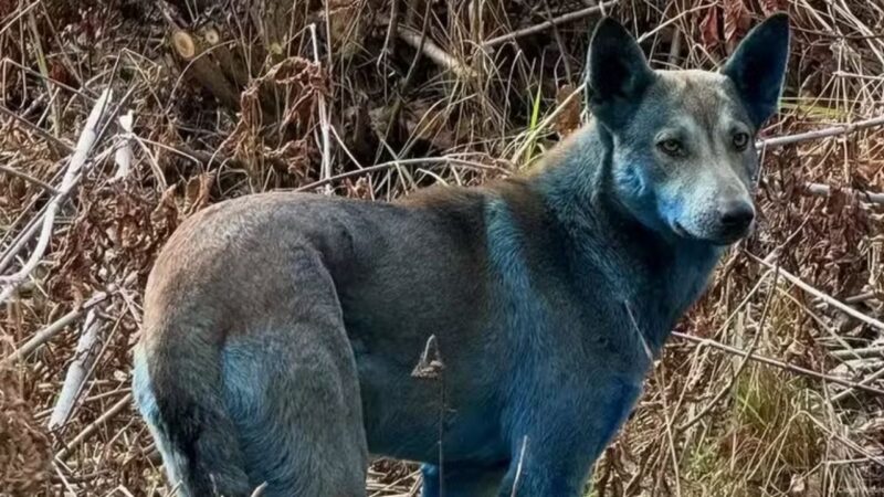 Mutação genética? O mistério dos cães com pelagem azul em Chernobyl