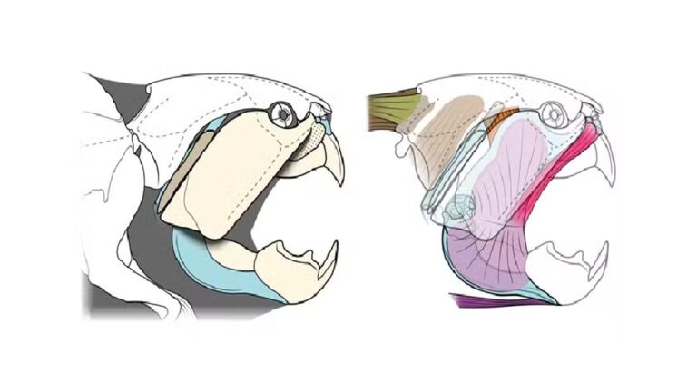 Monstro marinho ganha novo retrato após 90 anos de mistério