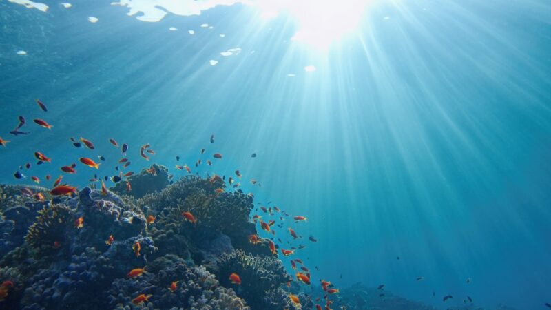 Fundo do oceano pode armazenar carbono por milhões de anos, revela novo estudo