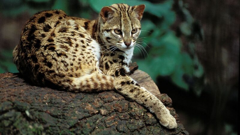 O ancestral dos gatos que convivia com os chineses