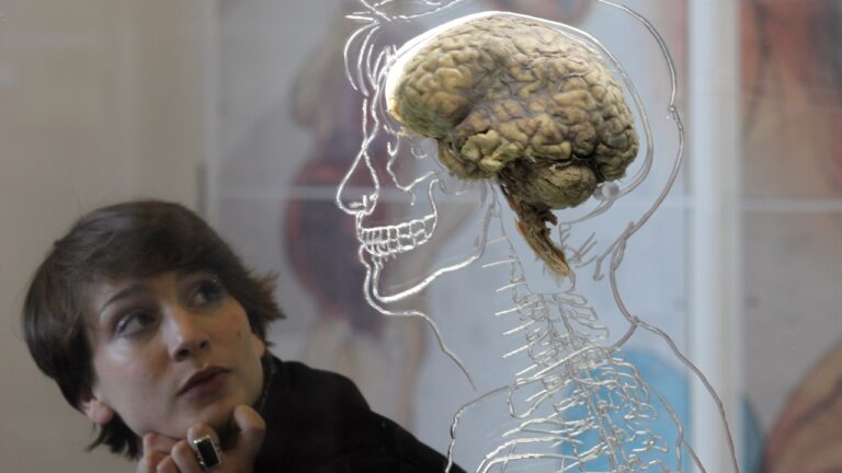 Cérebro humano tem cinco ‘fases’, e a adulta só começa aos 30 anos, diz estudo