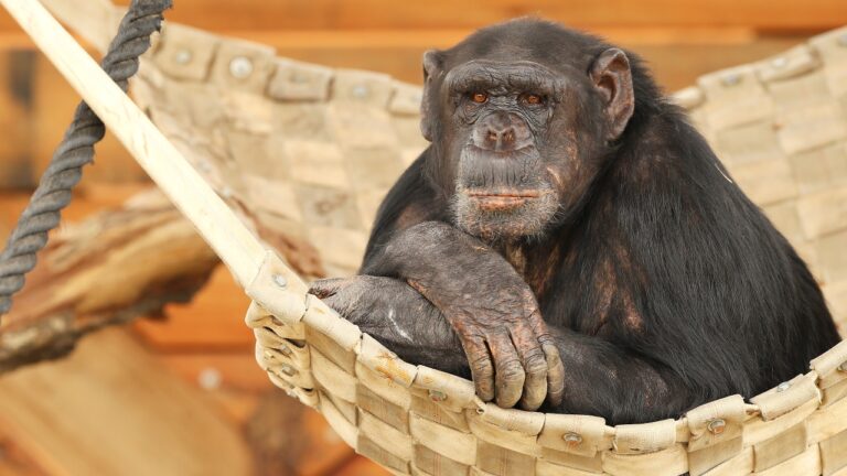 Estudo sugere que chimpanzés podem ser pensadores racionais; entenda!
