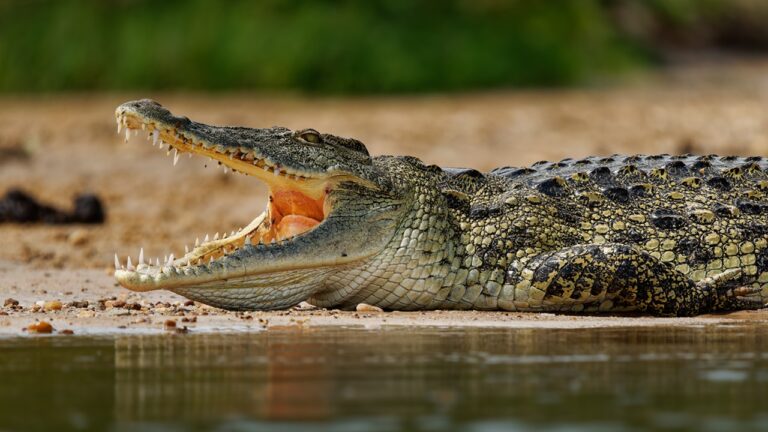 Usina nuclear vira moradia para crocodilos nos Estados Unidos