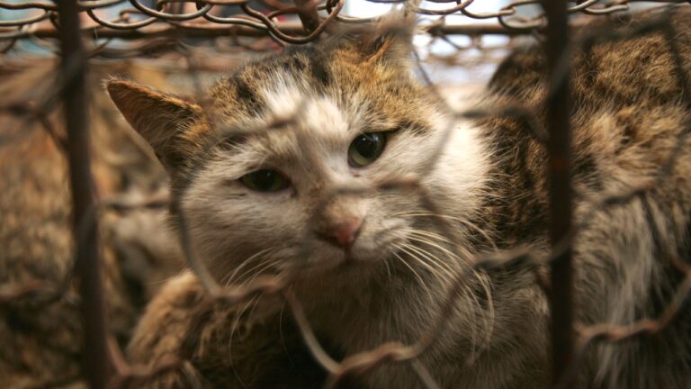 Nova Zelândia pretende erradicar gatos selvagens até 2050