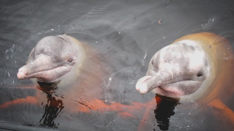Mortes de golfinhos no Amazonas acendem alerta ecológico