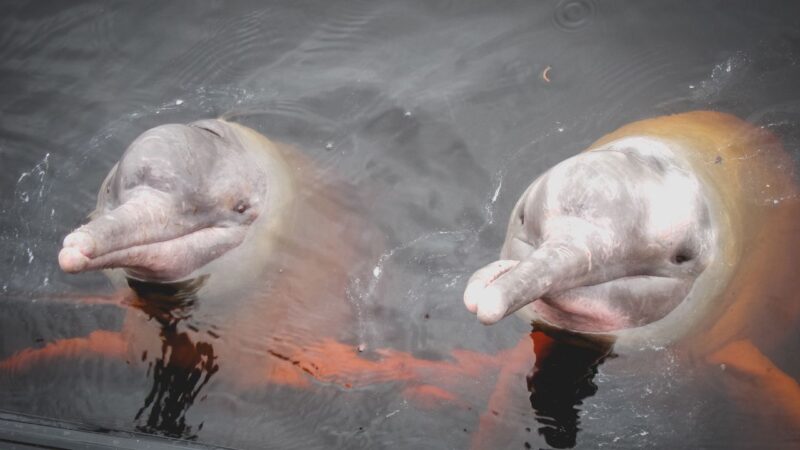 Mortes de golfinhos no Amazonas acendem alerta ecológico