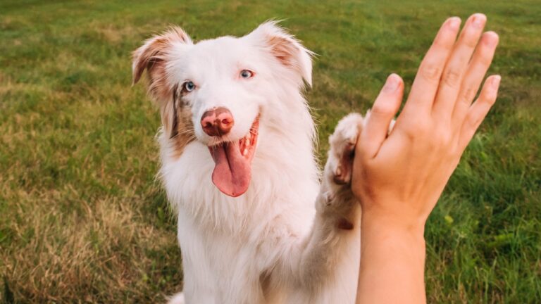 Cães podem ser neurodivergentes? O que estudos revelam sobre autismo animal