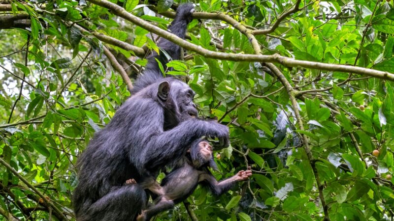 Guerra territorial entre chimpanzés termina em boom de nascimentos, aponta estudo