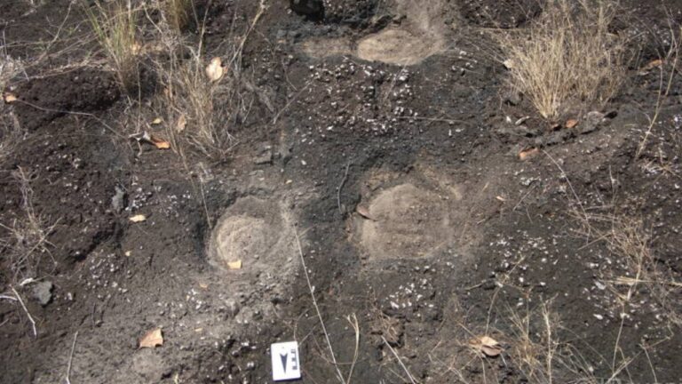 Mais de 100 possíveis pegadas de dinossauros são achadas em Roraima