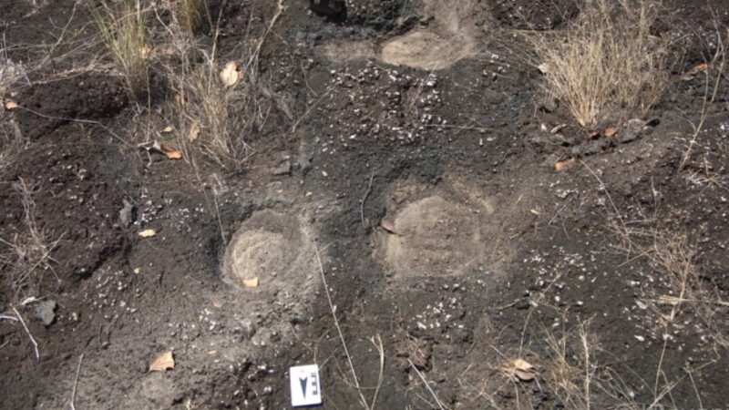 Mais de 100 possíveis pegadas de dinossauros são achadas em Roraima