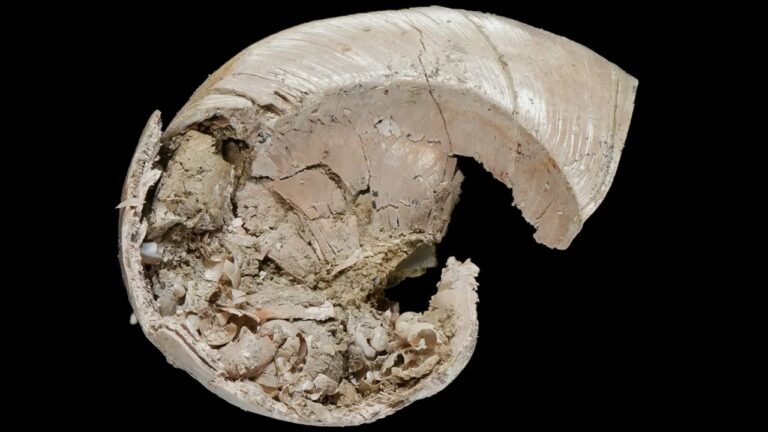 Fóssil de caracol com filhote dentro da concha é descoberto