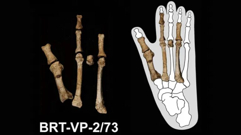 Pé fossilizado da Etiópia pertence a espécie humana enigmática