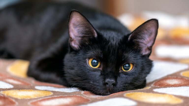 Estudo indica que a domesticação dos gatos ocorreu no norte da África